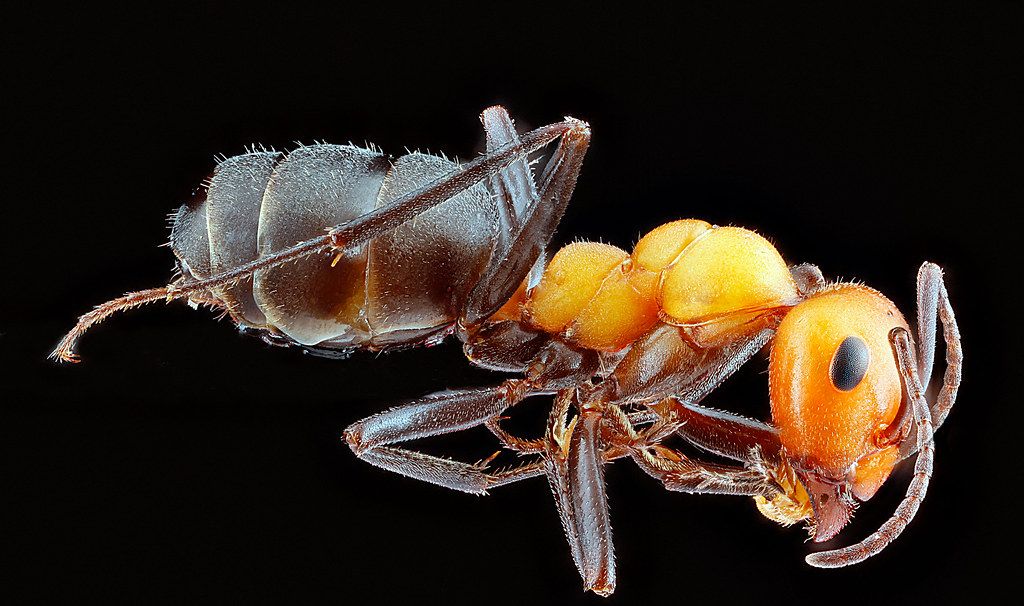 Ant Control service in Victorville, CA