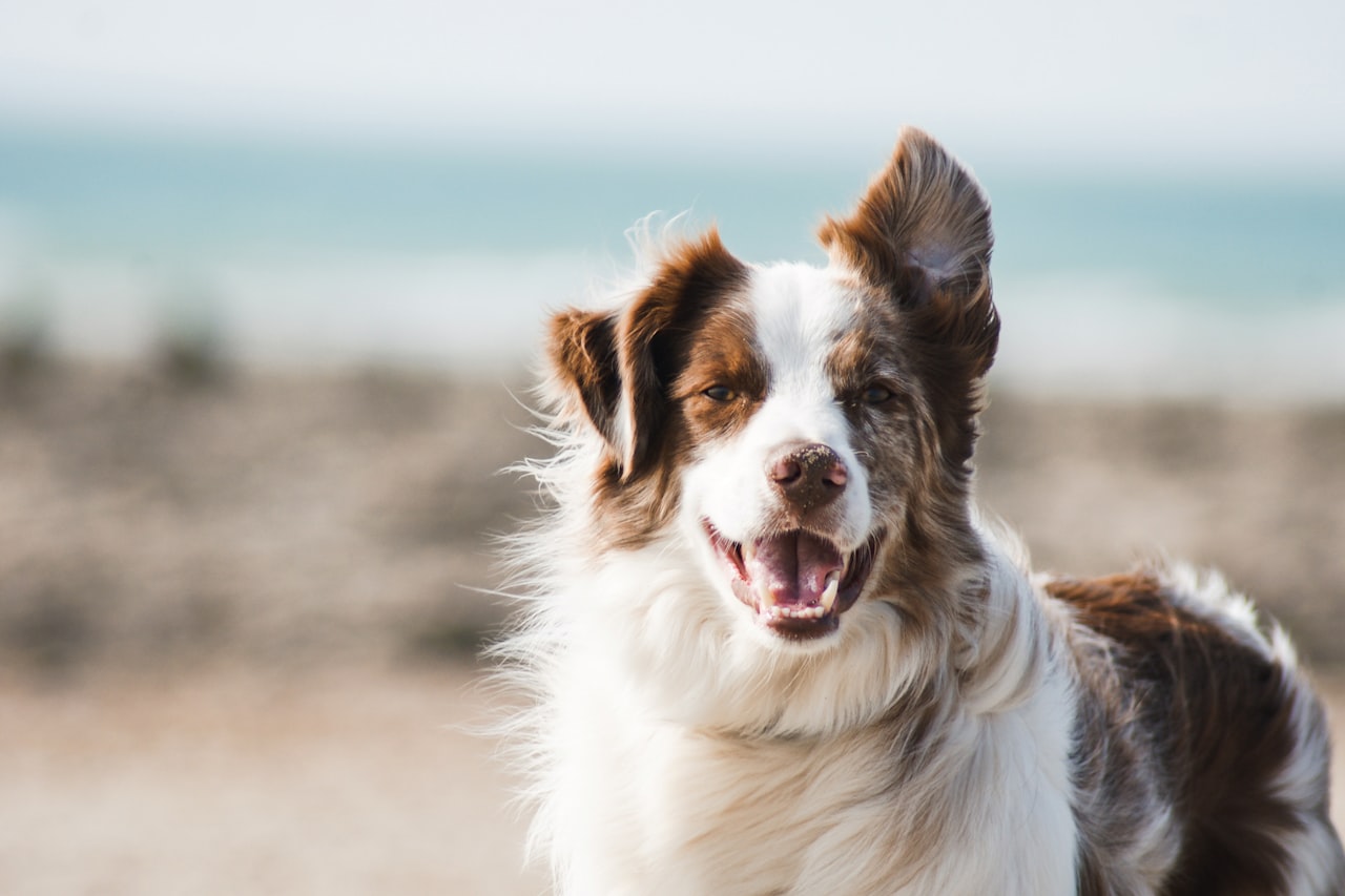 Flea & Tick Control service in Victorville, CA