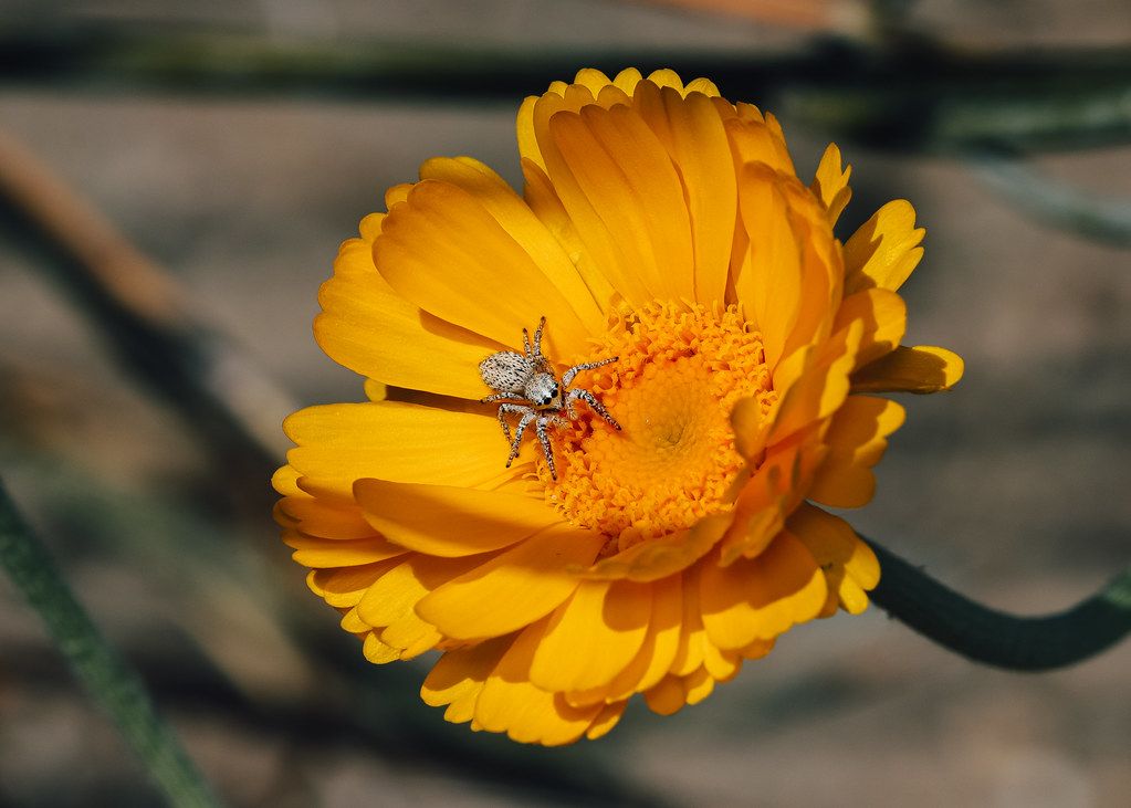 Spider Control service in Victorville, CA